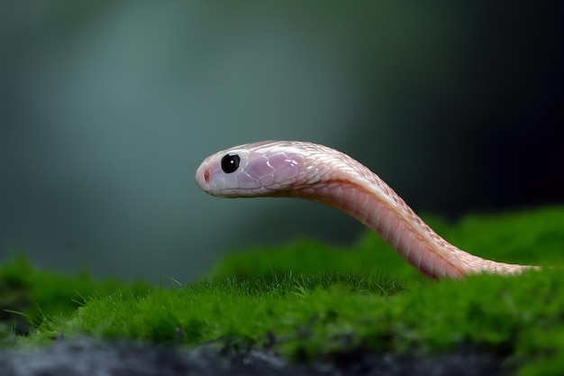 Free photo baby naja sputrix snake on moss in a position ready to attack baby naja sputrix snake closeup naja snake