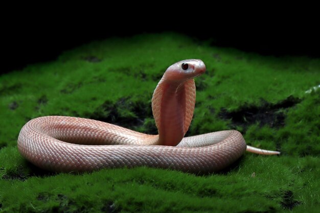 Free photo baby naja sputrix snake on moss in a position ready to attack baby naja sputrix snake closeup naja snake