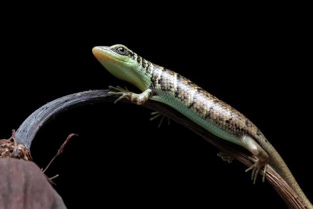 Baby Olive tree skink dasia olivacea on wood Olive tree skink closup on wood with black