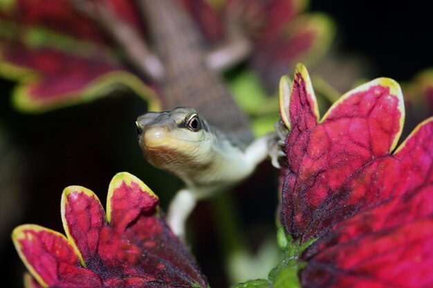 Baby Olive tree skink dasia olivaceaon leaves