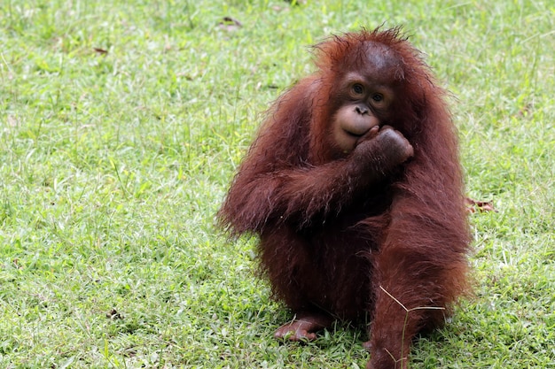 Baby orangutan closeup on camera