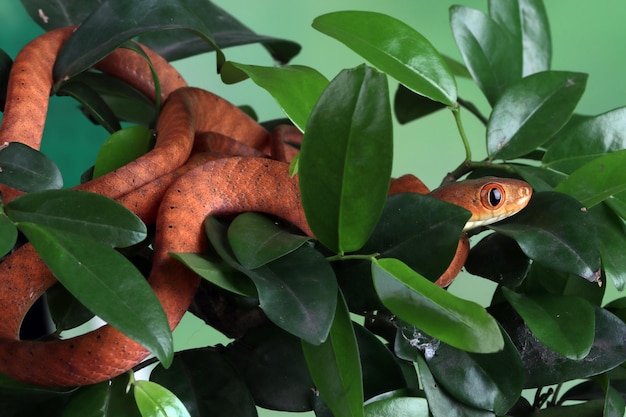 Free photo baby red boiga snake on tree animal closeup on branch