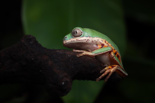 Baby Tiger legged tree frog closeup on green leaves