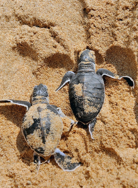 Free photo baby turtles moving towards the ocean