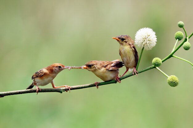 Baby Zitting Cisticola bird waiting for food from its mother Zitting Cisticola bird on branch