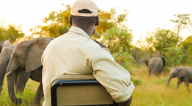 Free photo back view of an african american male watching elephants on a safari