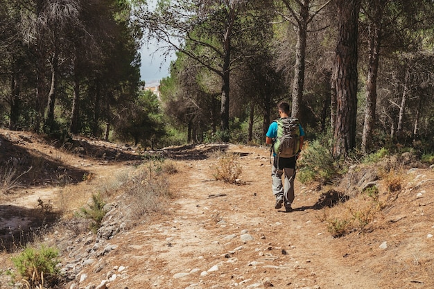 Free photo back view of man walking on path in forest