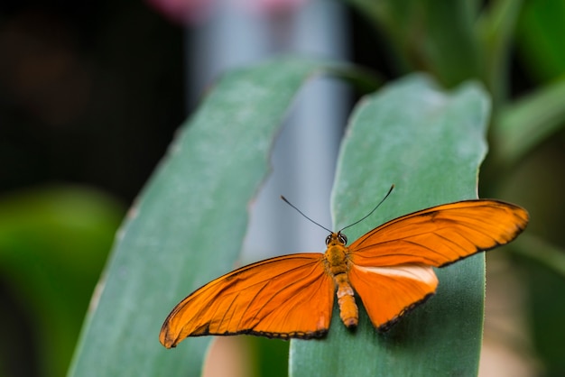 Free photo back view orange butterfly on leaf