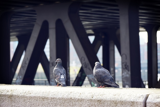 Free Photo back view of two gray pigeons perched on the wall