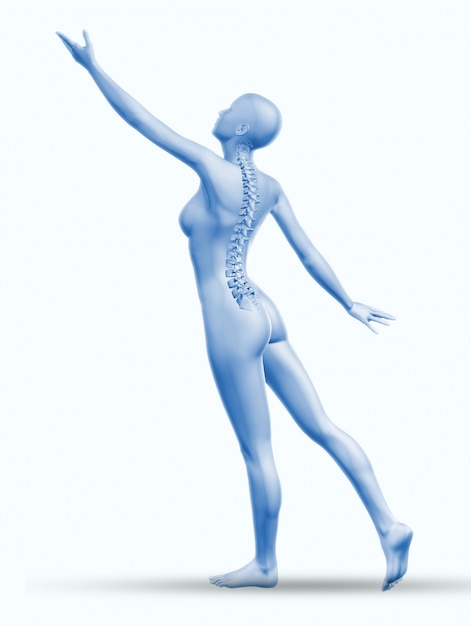 Free Photo backbone anatomy