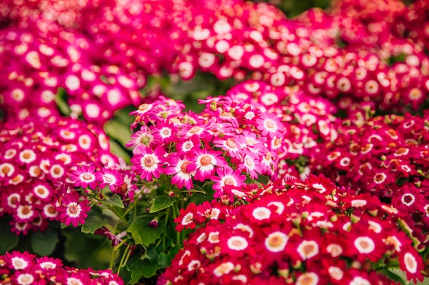 Free Photo backdrop of beautiful bush bright pink cineraria flowers