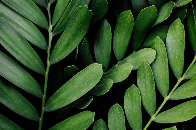 Backdrop of green leaves