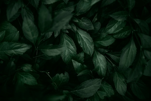 Free Photo backdrop of green leaves