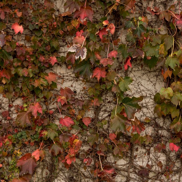 Background of concrete wall with vegetation