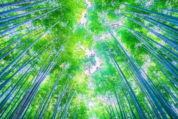 Free photo background fence tree bamboo natural