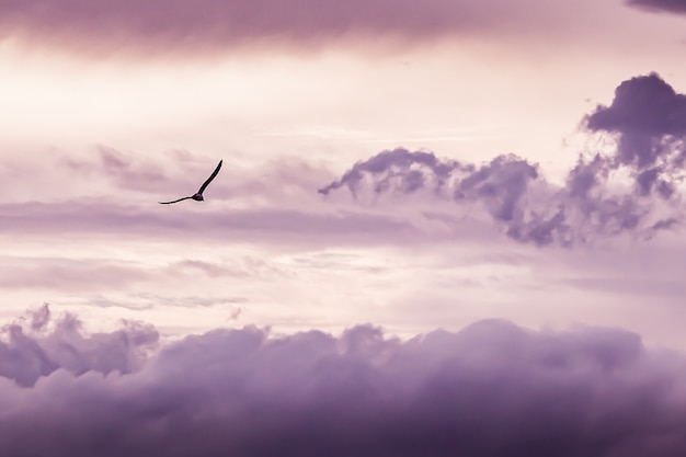 Free photo background flight nature show squadron