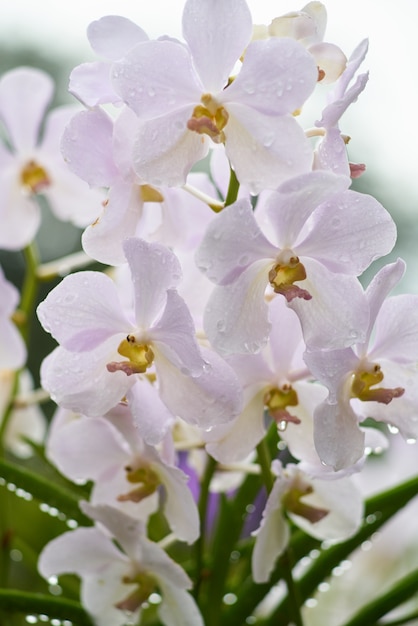 background flowers summer white beautiful