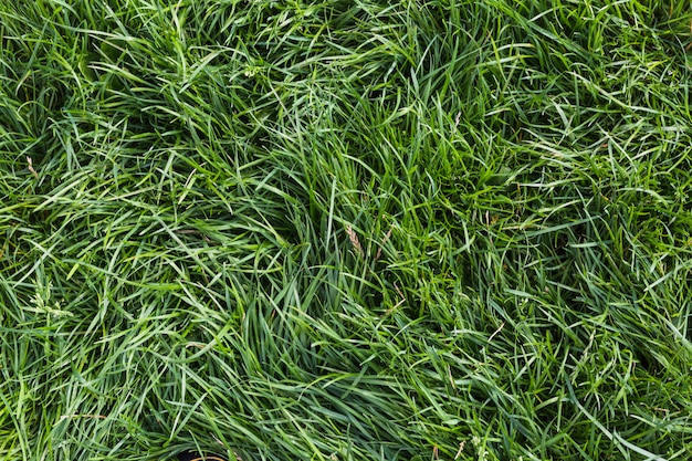 Free photo background of fresh green grass