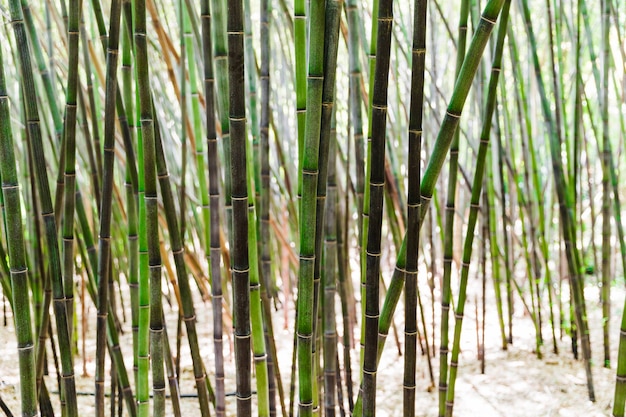 Background of green bamboo grove