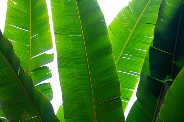 Background of green banana leaves, forest.