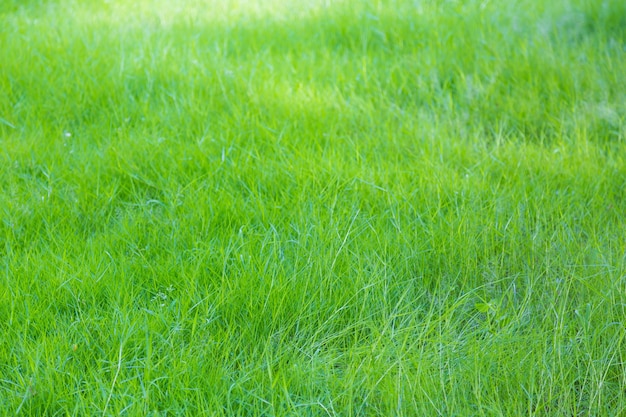 Background of green and fresh grass