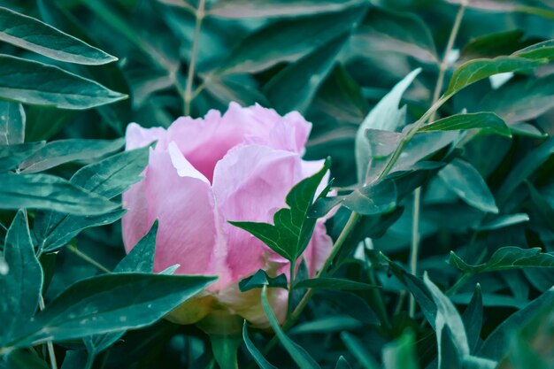 Background of green leaves of a flowering bush with a gently pink flower peony shot closeup with a soft focus in cloudy weather in summer in spring