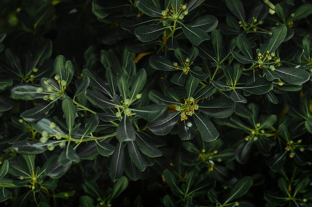 Free photo background of green leaves with buds