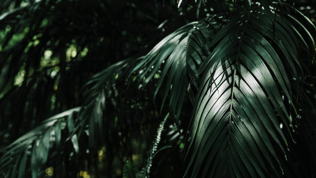 Free photo background of green palm leaves