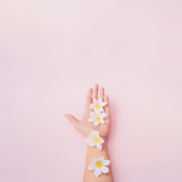  Background of a hand with daisies