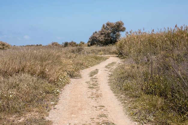 Background of pathway in nature