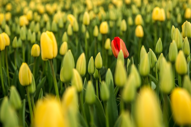 Background of red tulip in a yellow tulip field