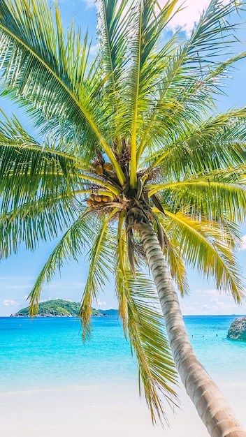 background sea coconut paradise caribbean