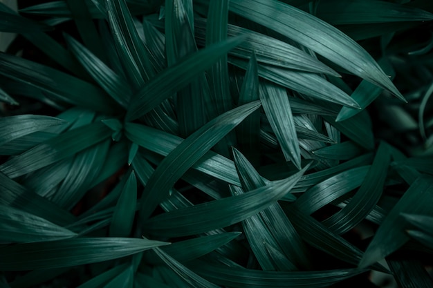 Free photo background texture of natural leaves in dark green.