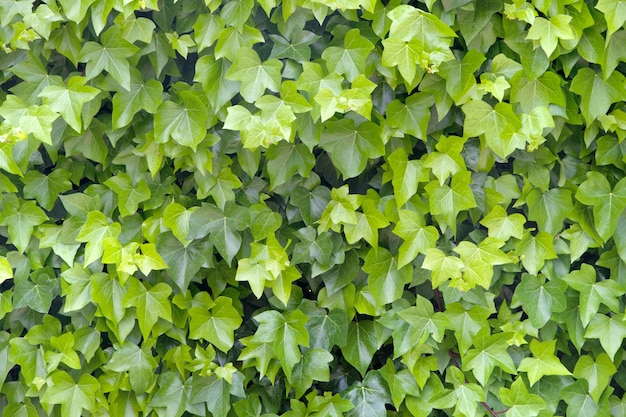 Free Photo background of winegrape leaves