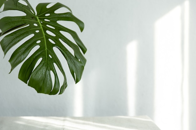 Background with natural monstera leaf with sunbeams on the wall copy space.