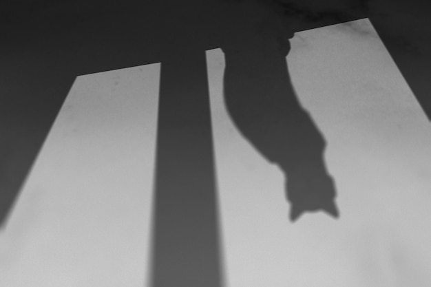 Free photo background with shadow of cat sitting on a window