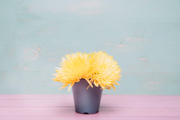 Background with yellow flowers in pot