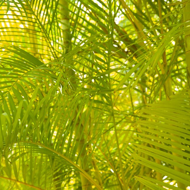 Backgrounds of areca palm tree