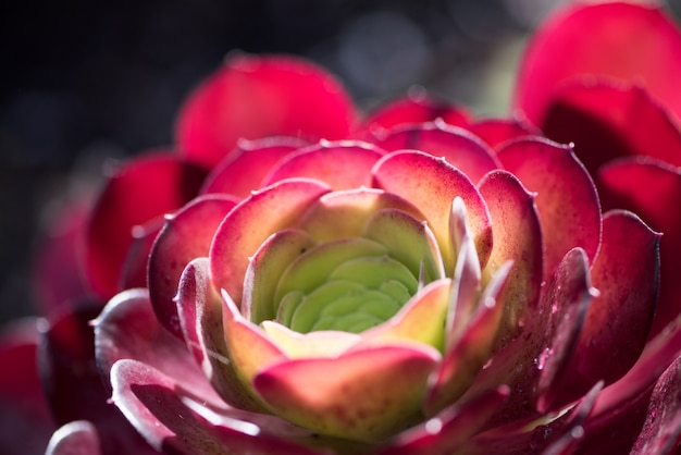 Backlight in the black aeonium