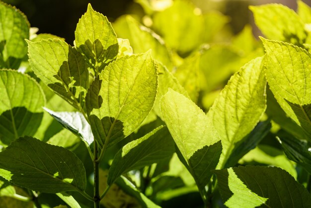 Backlight leaf background