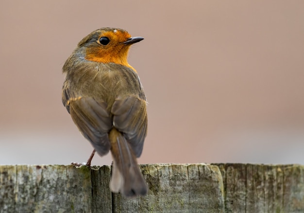 Free Photo backshot of a european robin bird sitting on a wooden surface