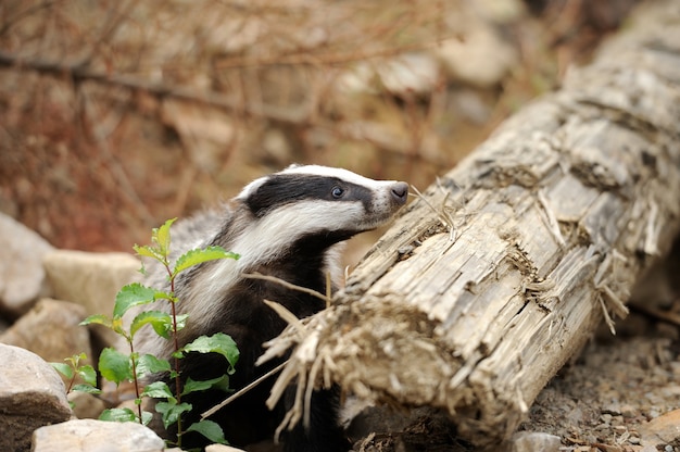 Badger near its burrow in the forest