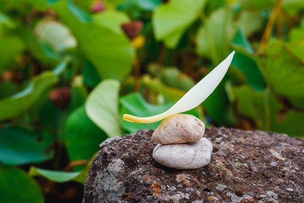 Balance stone and lotus petal on the rock of the pond