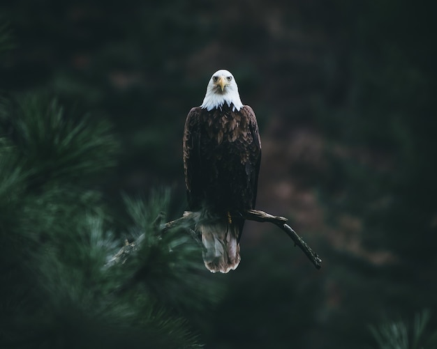 Free Photo bald eagle on a tree branch looking for its prey