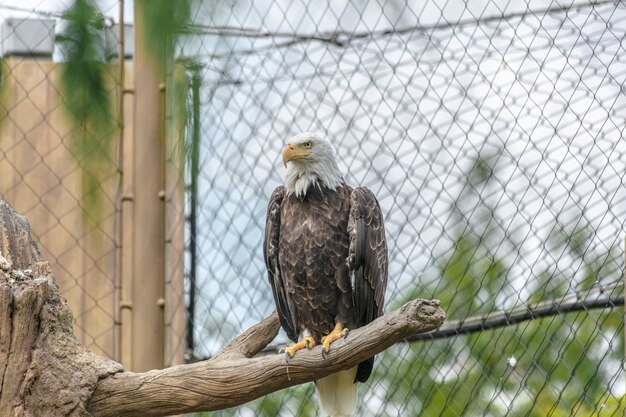 Bald eagle with a yellow beak sitting on a tree branch surrounded by chain-link fences in a zoo