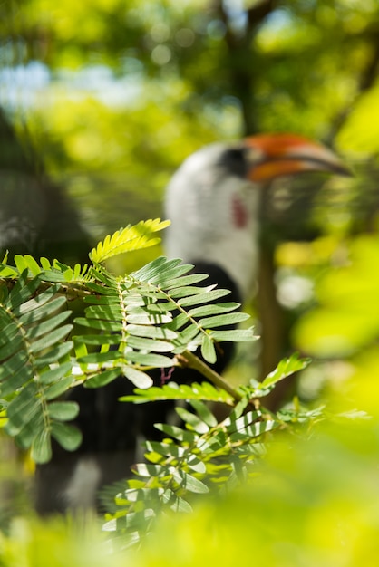 Free photo bali bird park in sanur