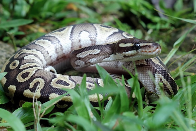 Free photo ball phyton snake closeup on grass ball phyton snake closeup skin ball phyton snake closeup