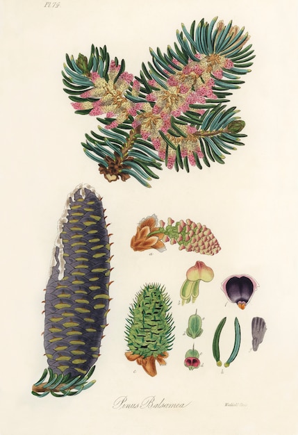 Free photo balsam (pinus balsamea) illustration from medical botany (1836)