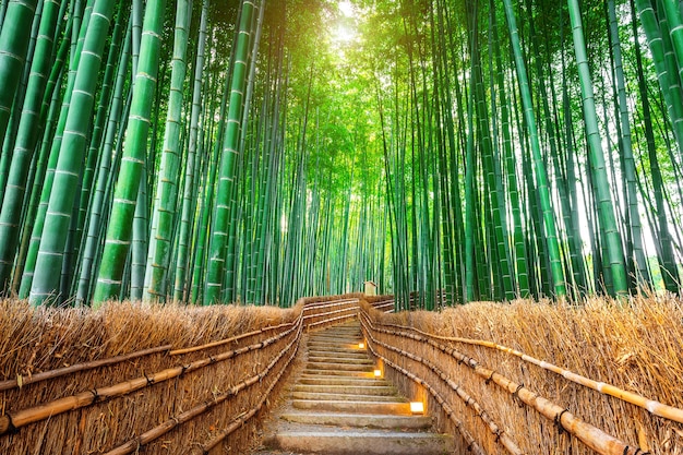 Free Photo bamboo forest in kyoto, japan.