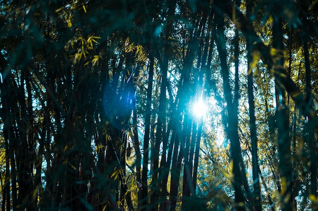 Free photo bamboo forest landscape